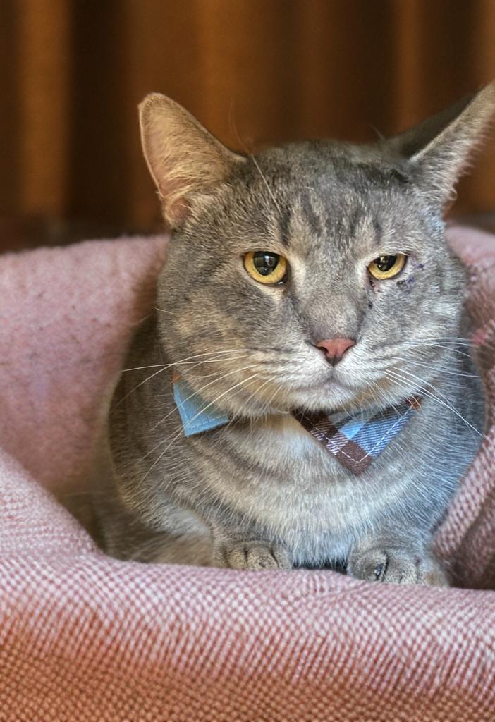 Enlarge Teddy, a Adoptable Domestic Medium Hair in Miami, FL image 2/5