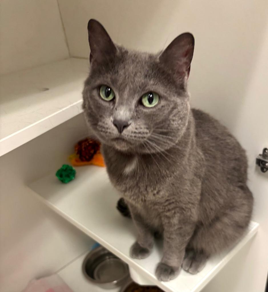 S Momma, a ADOPTABLE Domestic Short Hair in Frankfort, KY image 1/2