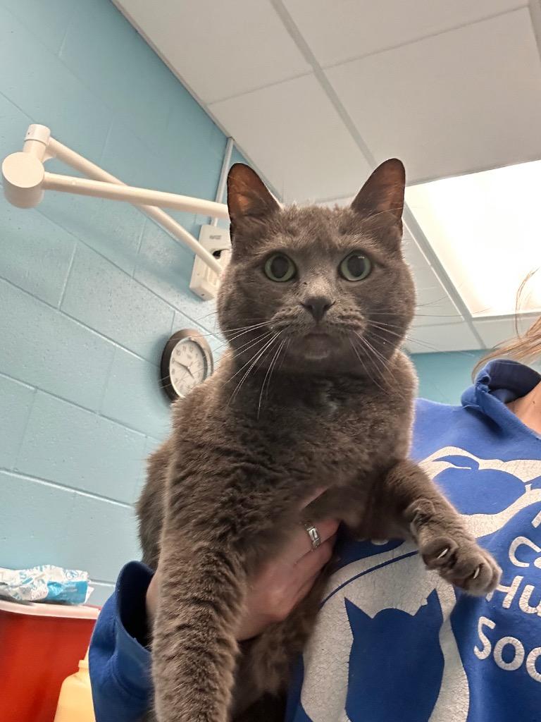 S Momma, a ADOPTABLE Domestic Short Hair in Frankfort, KY image 2/2
