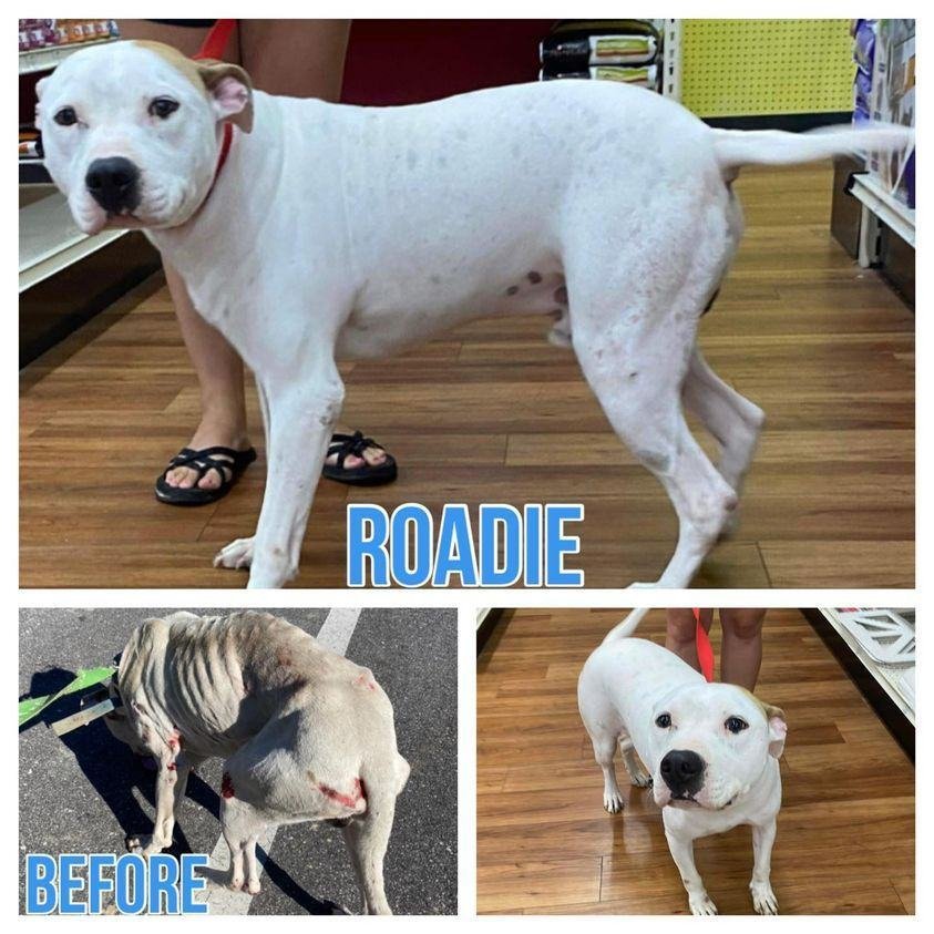Roadie, a Adoptable mixed breed in Grand Bay, AL image 1/5