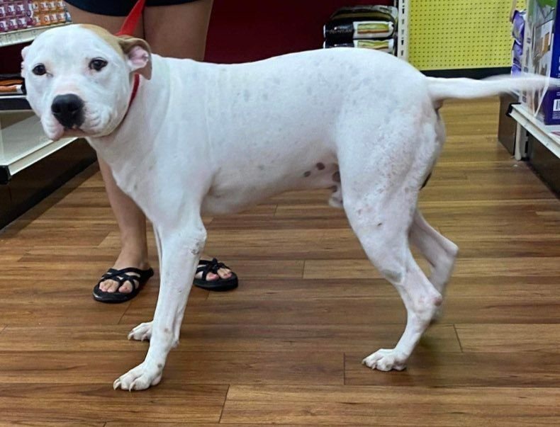 Roadie, a Adoptable mixed breed in Grand Bay, AL image 2/5