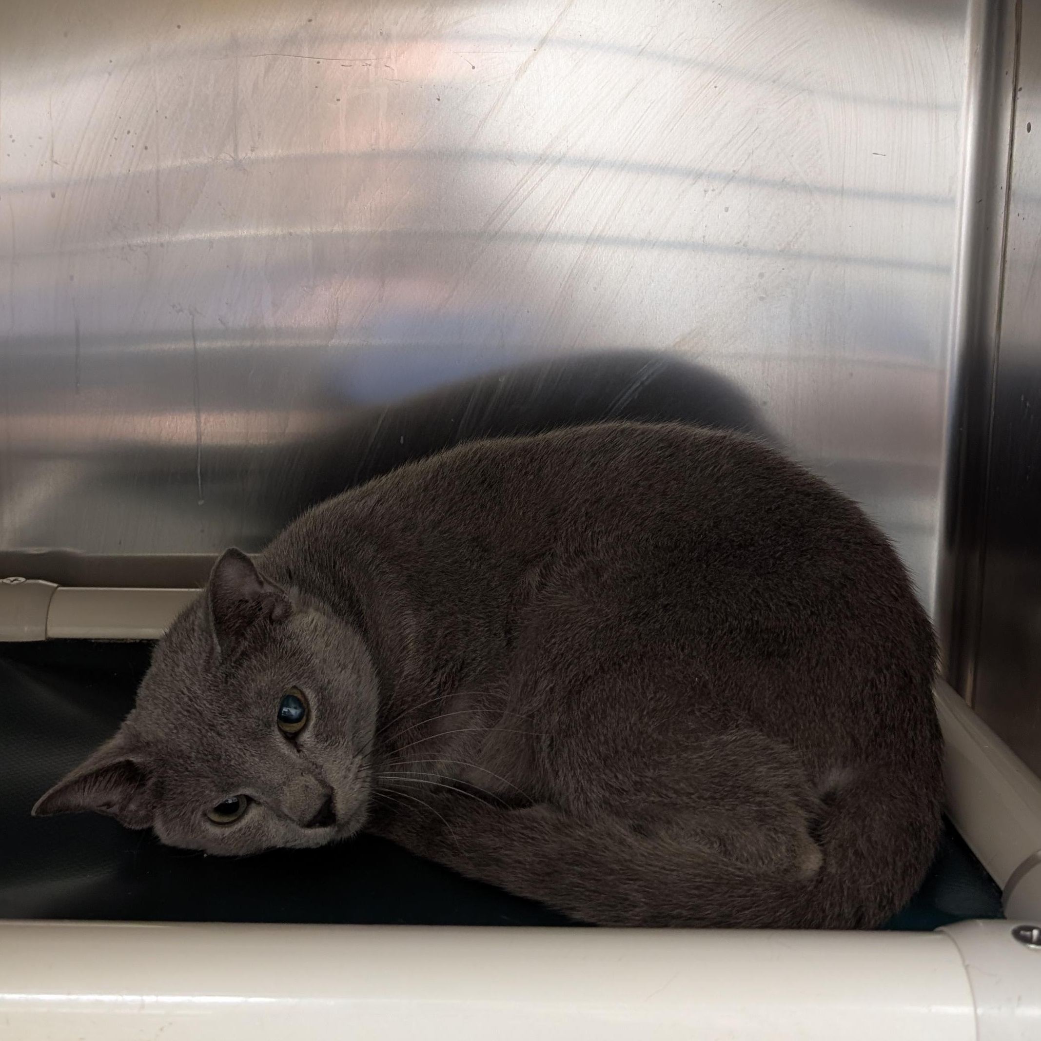 Dot, an adopted mixed breed in St. Augustine, FL image 1/2