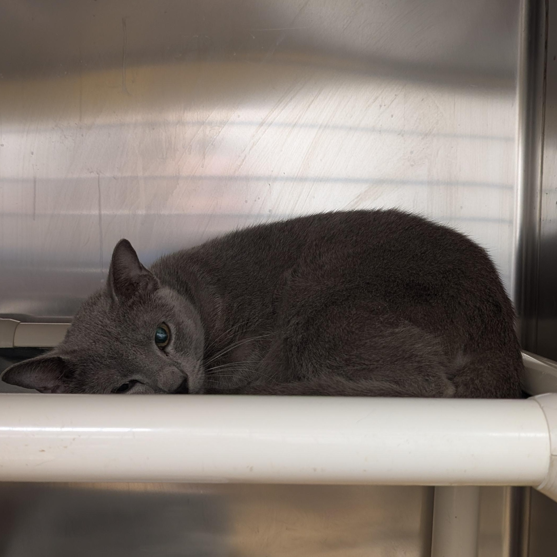 Dot, an adopted mixed breed in St. Augustine, FL image 2/2