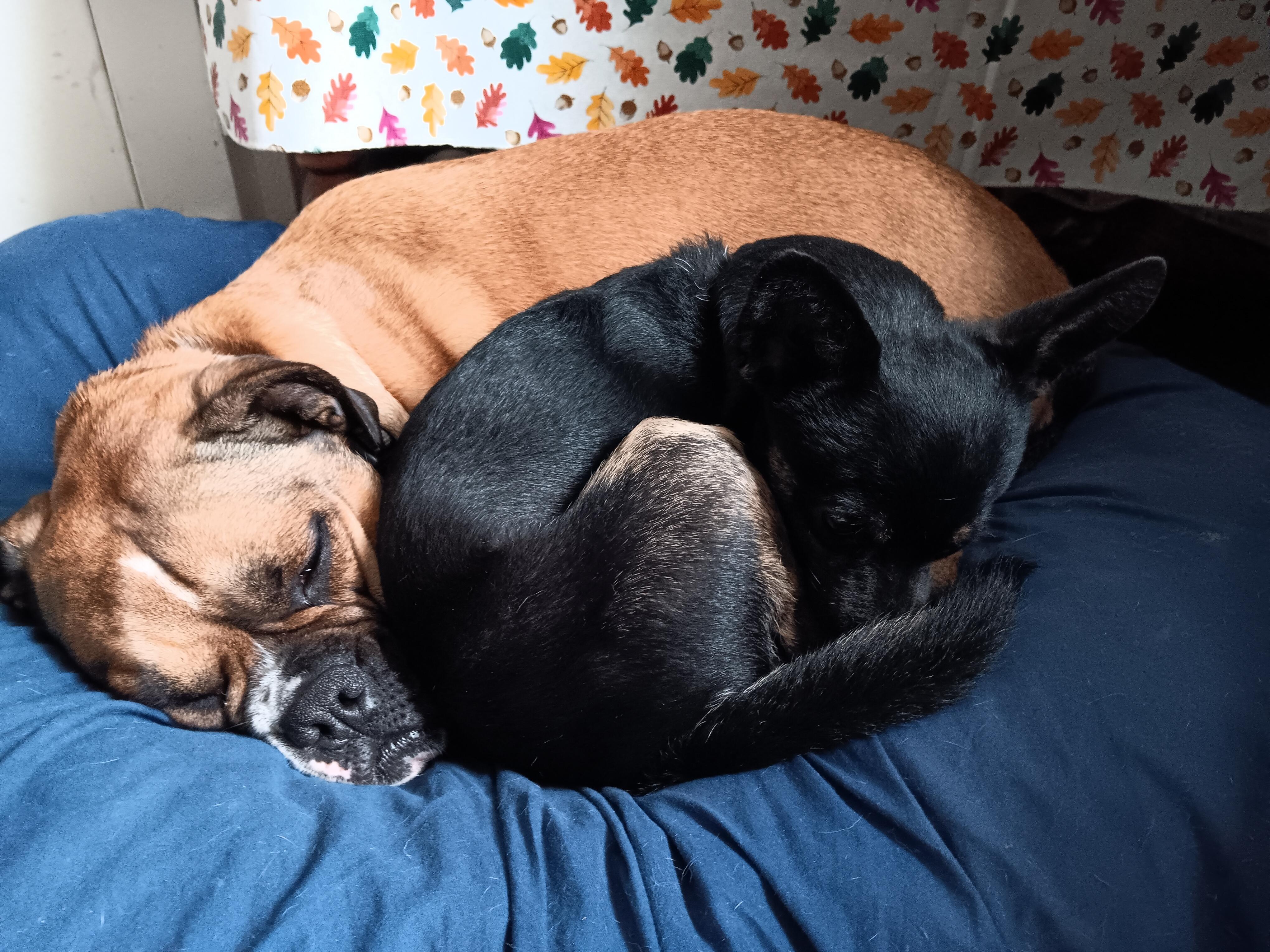 Enlarge Blue, an adopted mixed breed in Bend, OR image 3/6