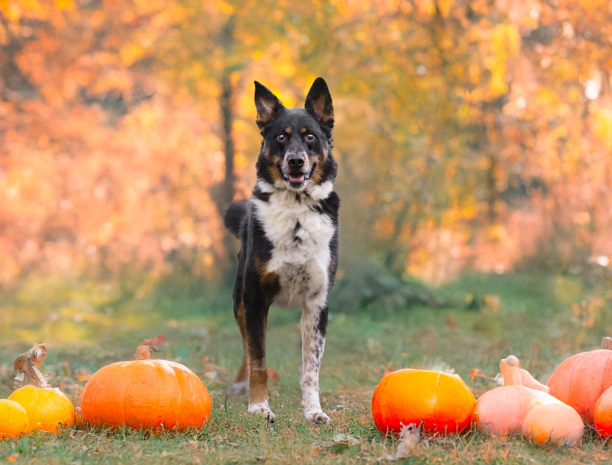 ELI **okay with cats!**, an adoptable German Shepherd Dog, Australian Shepherd in Nampa, ID, 83653 | Photo Image 3