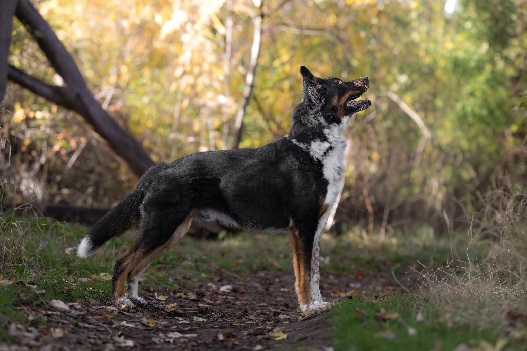 ELI **okay with cats!**, an adoptable German Shepherd Dog, Australian Shepherd in Nampa, ID, 83653 | Photo Image 4