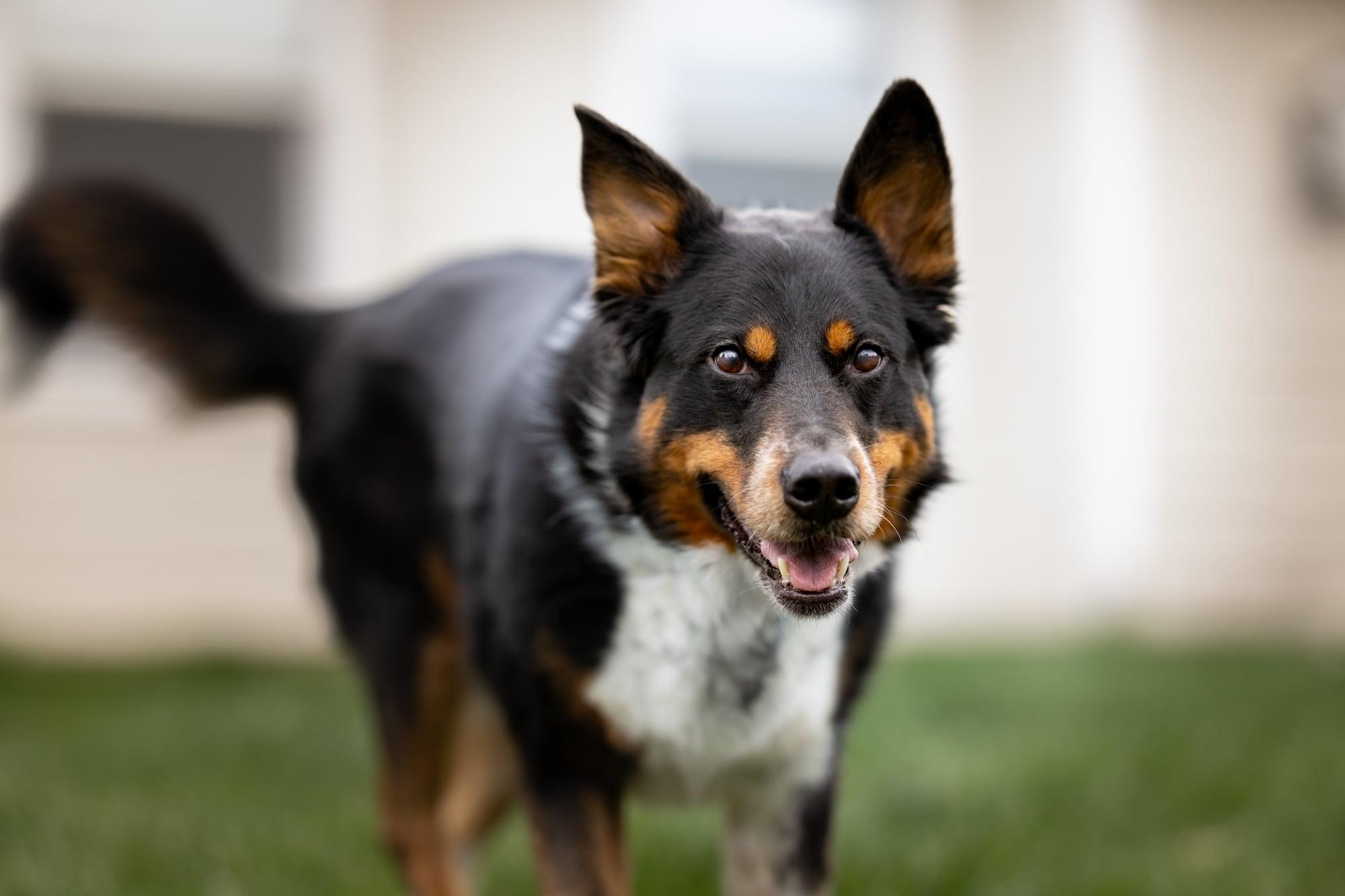 ELI **good with cats!**, an adoptable German Shepherd Dog, Australian Shepherd in Nampa, ID, 83653 | Photo Image 1