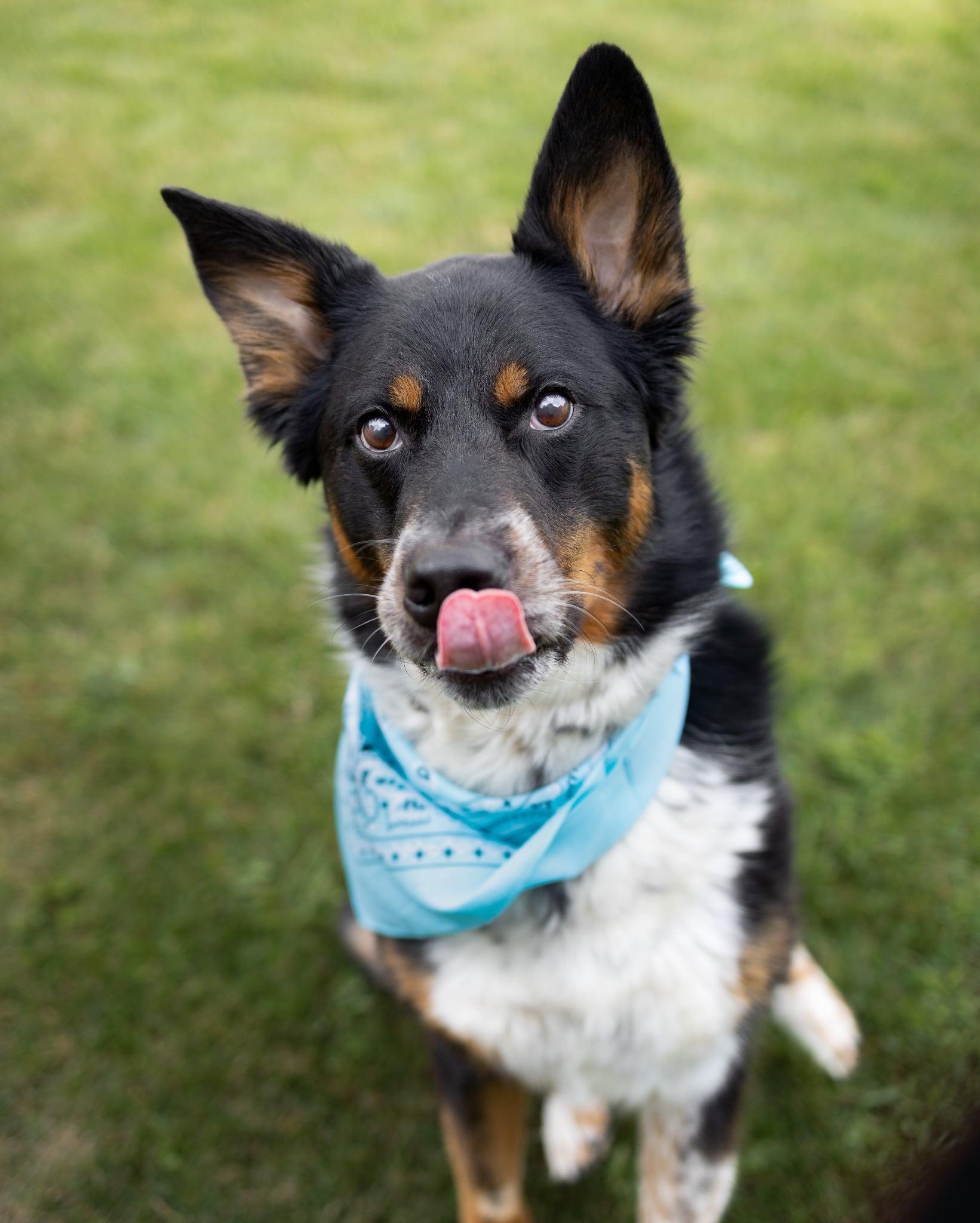 ELI **okay with cats!**, an adoptable German Shepherd Dog, Australian Shepherd in Nampa, ID, 83653 | Photo Image 1