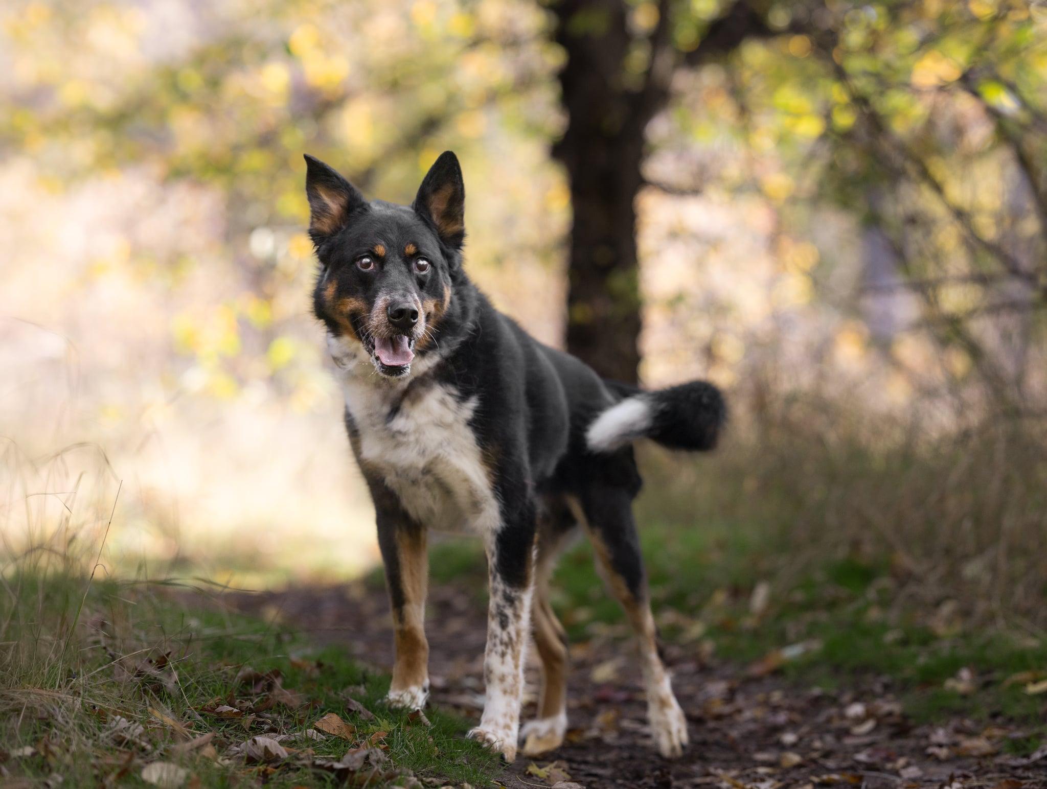 ELI **okay with cats!**, an adoptable German Shepherd Dog, Australian Shepherd in Nampa, ID, 83653 | Photo Image 5