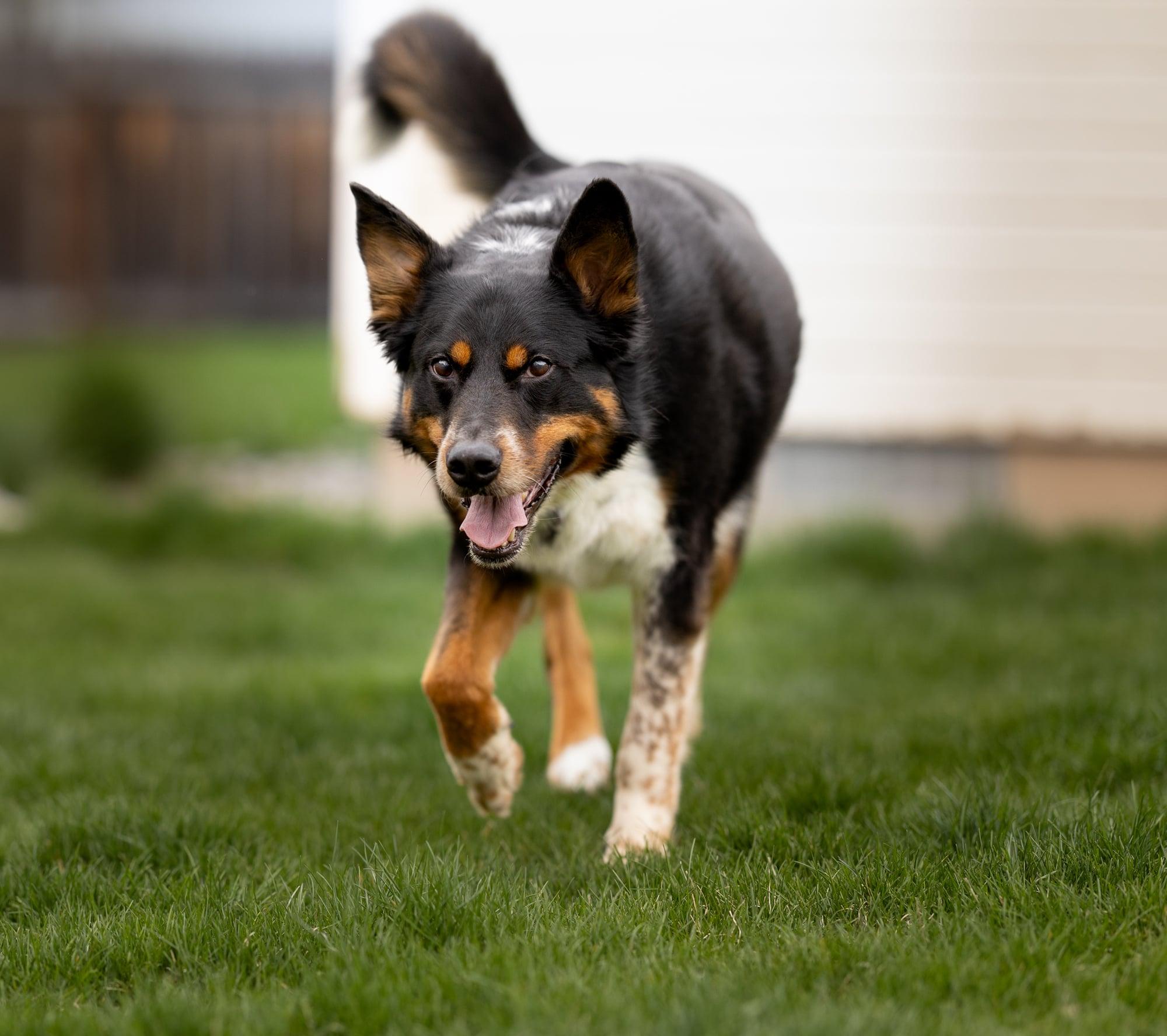 ELI **good with cats!**, an adoptable German Shepherd Dog, Australian Shepherd in Nampa, ID, 83653 | Photo Image 3