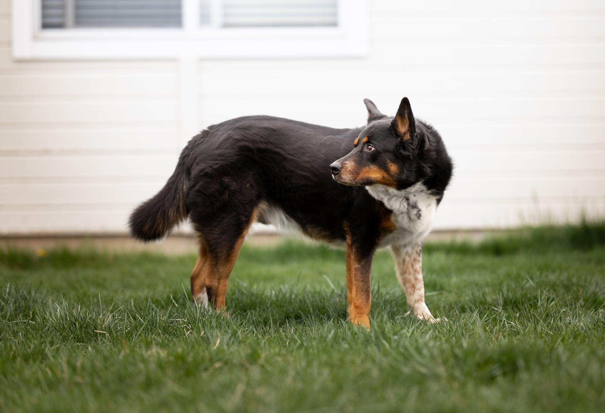 ELI **good with cats!**, an adoptable German Shepherd Dog, Australian Shepherd in Nampa, ID, 83653 | Photo Image 2