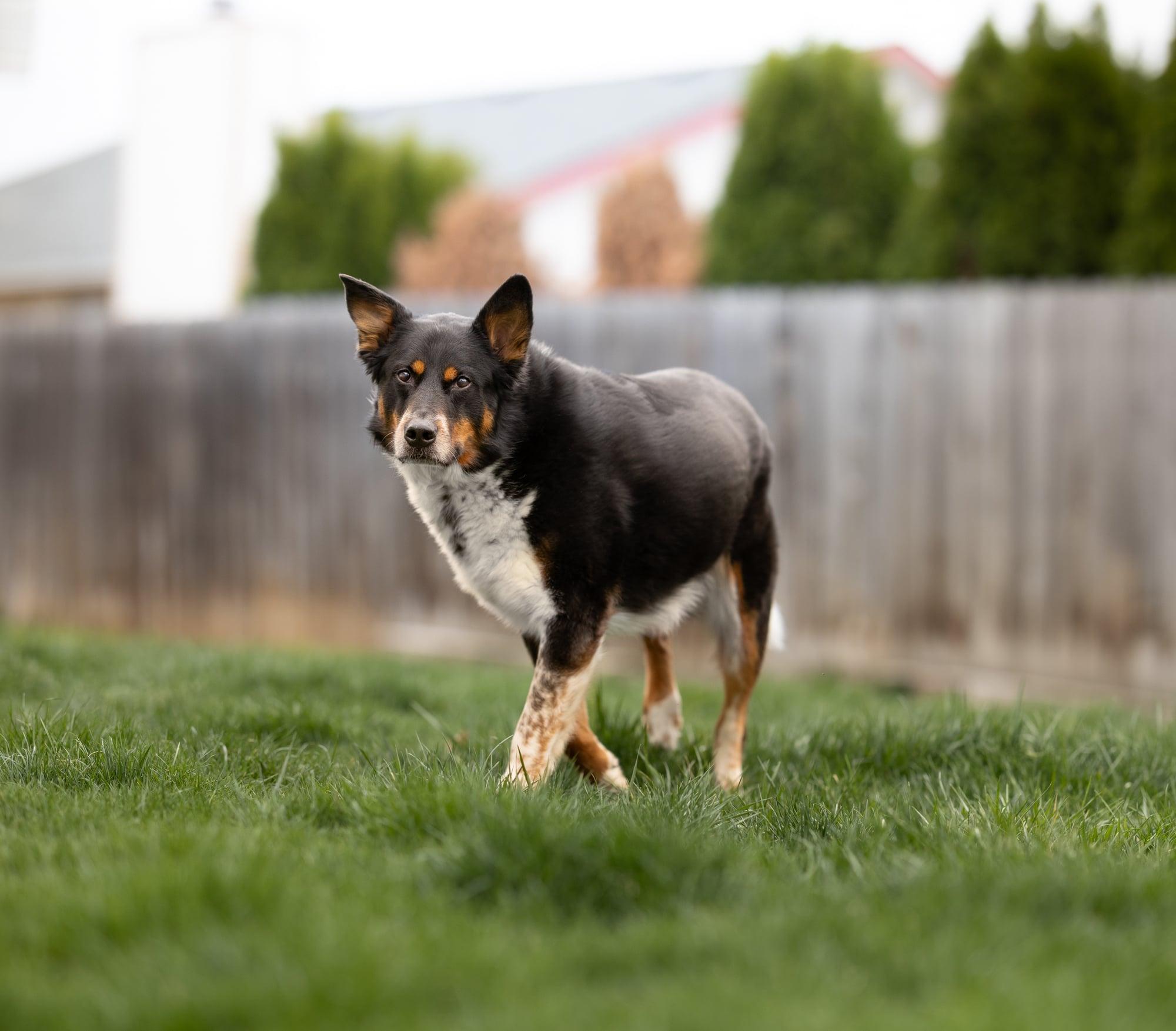 ELI **good with cats!**, an adoptable German Shepherd Dog, Australian Shepherd in Nampa, ID, 83653 | Photo Image 4