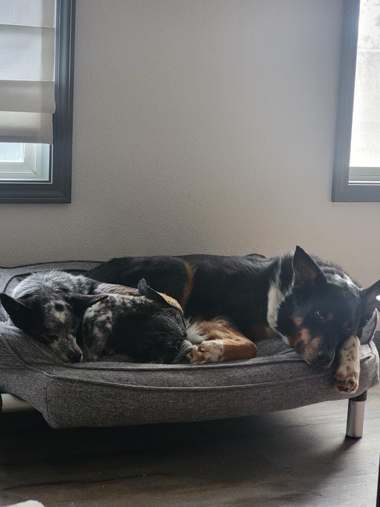 ELI **okay with cats!**, Adoptable, Adult Male German Shepherd Dog & Australian Shepherd.