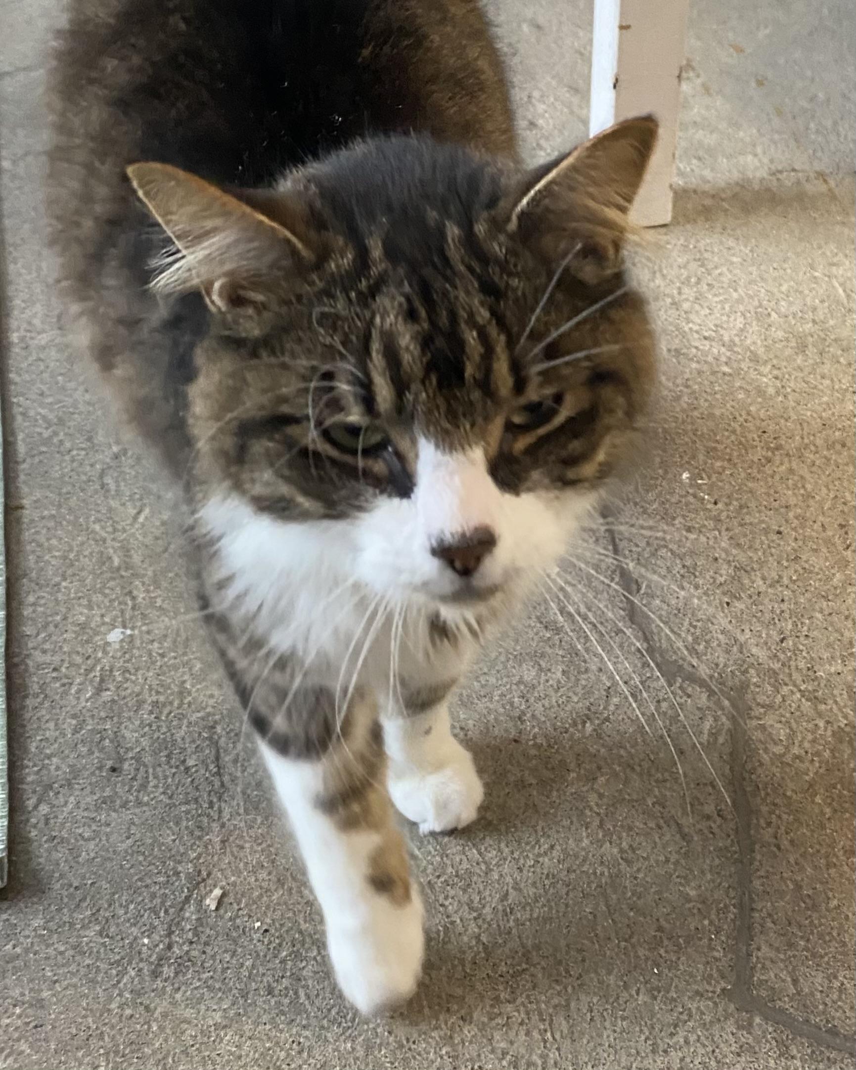 Enlarge Lido, a ADOPTABLE Tabby in Stanstead, QC image 5/6