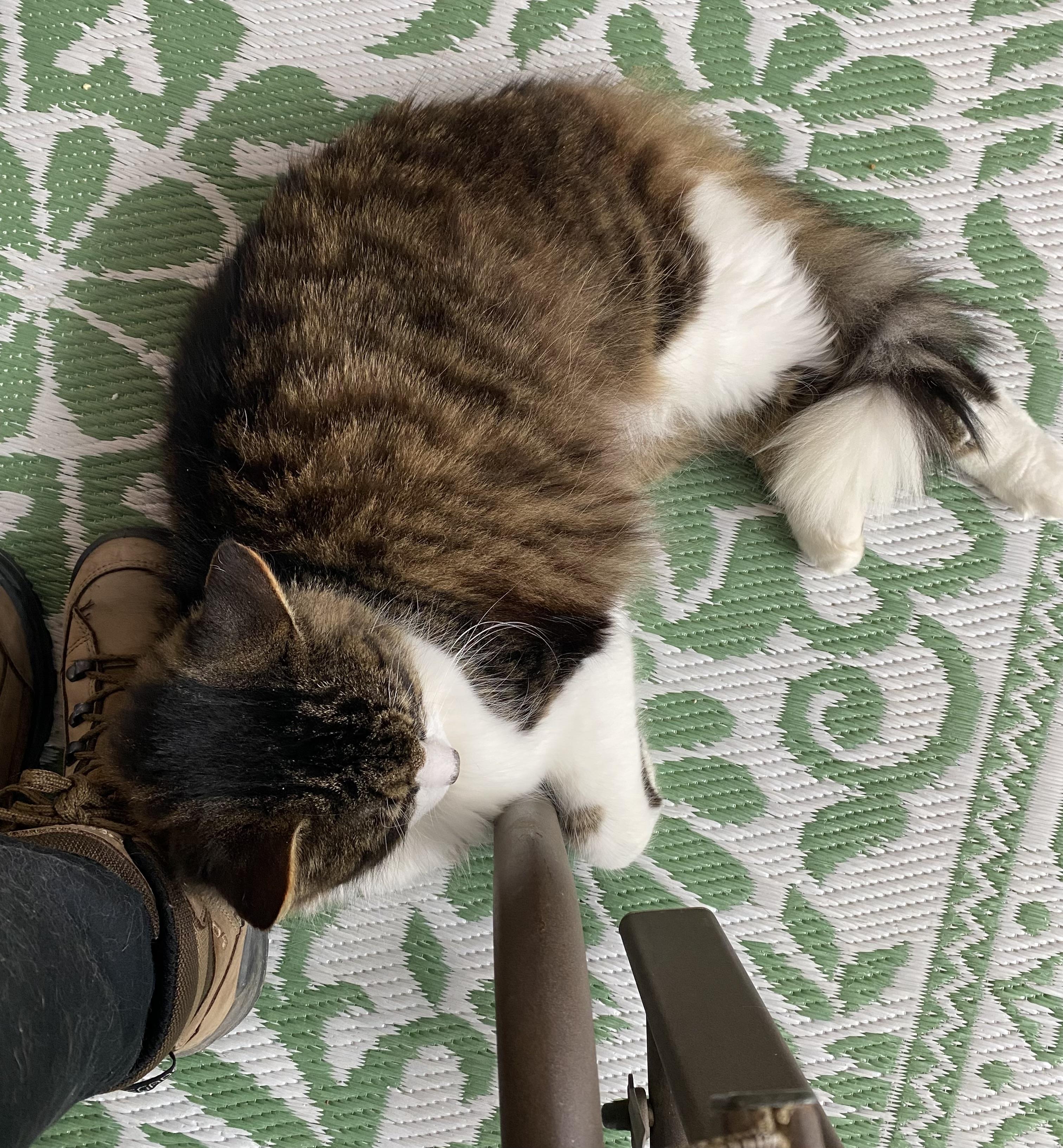 Enlarge Lido, a ADOPTABLE Tabby in Stanstead, QC image 4/6