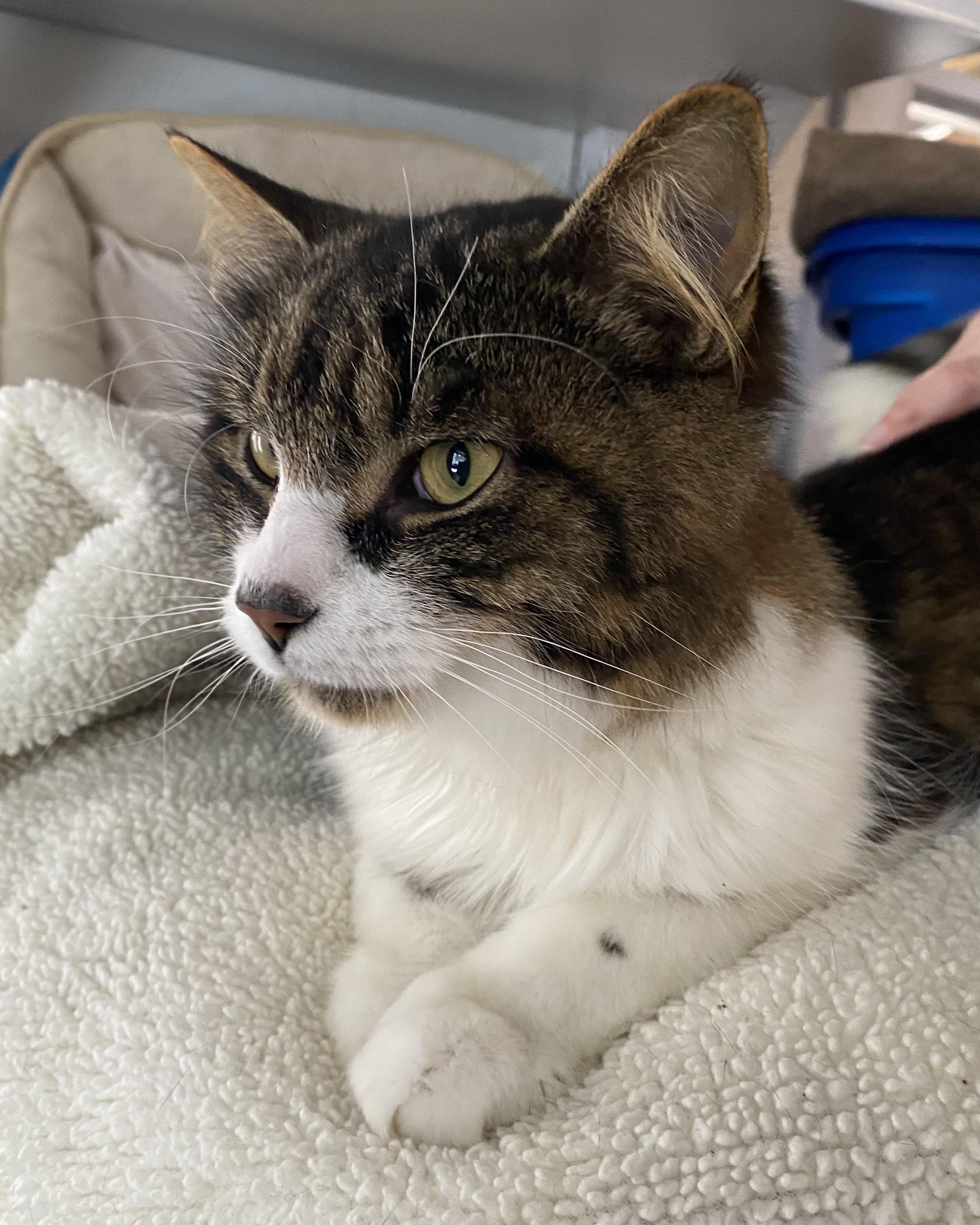 Enlarge Lido, a ADOPTABLE Tabby in Stanstead, QC image 2/6