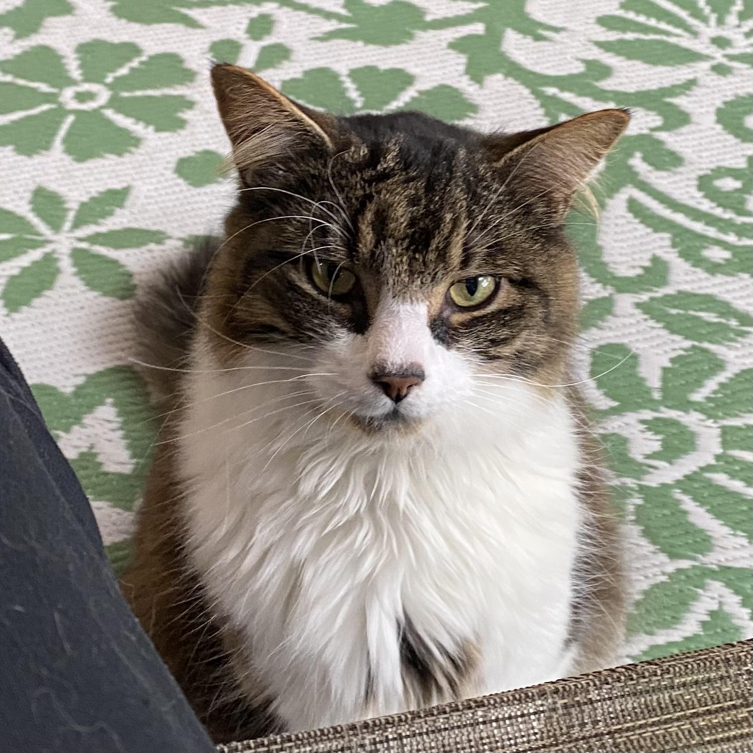 Lido, ADOPTABLE, Senior Male Tabby.