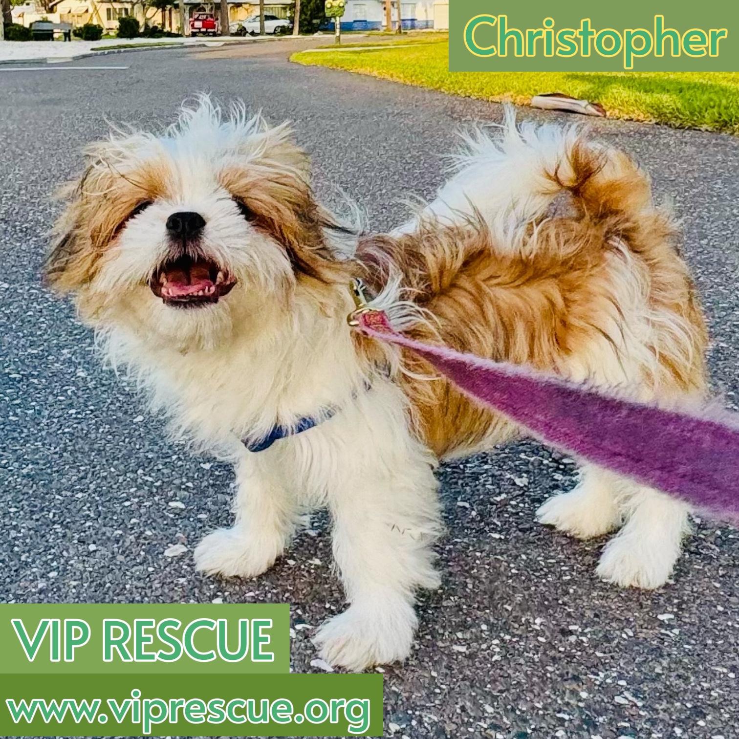 Christopher / Redington Beach, Adoptable, Puppy Male Shih Tzu.