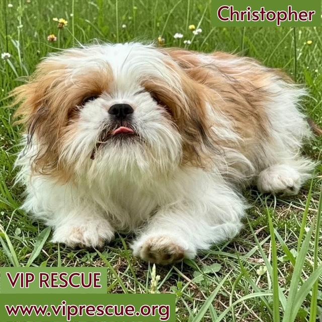Enlarge Christopher / Redington Beach, a Adoptable Shih Tzu in Redington Beach, FL image 2/6