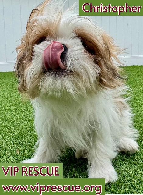 Enlarge Christopher / Redington Beach, a Adoptable Shih Tzu in Redington Beach, FL image 4/6
