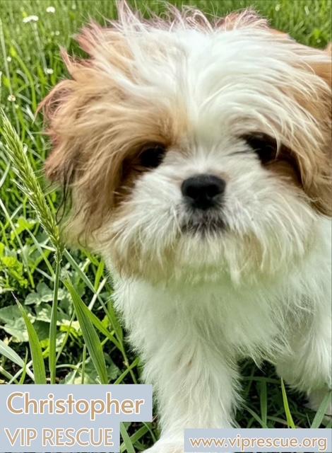 Enlarge Christopher / Redington Beach, a Adoptable Shih Tzu in Redington Beach, FL image 5/6