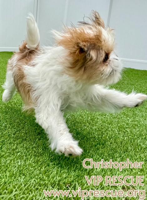 Enlarge Christopher / Redington Beach, a Adoptable Shih Tzu in Redington Beach, FL image 3/6