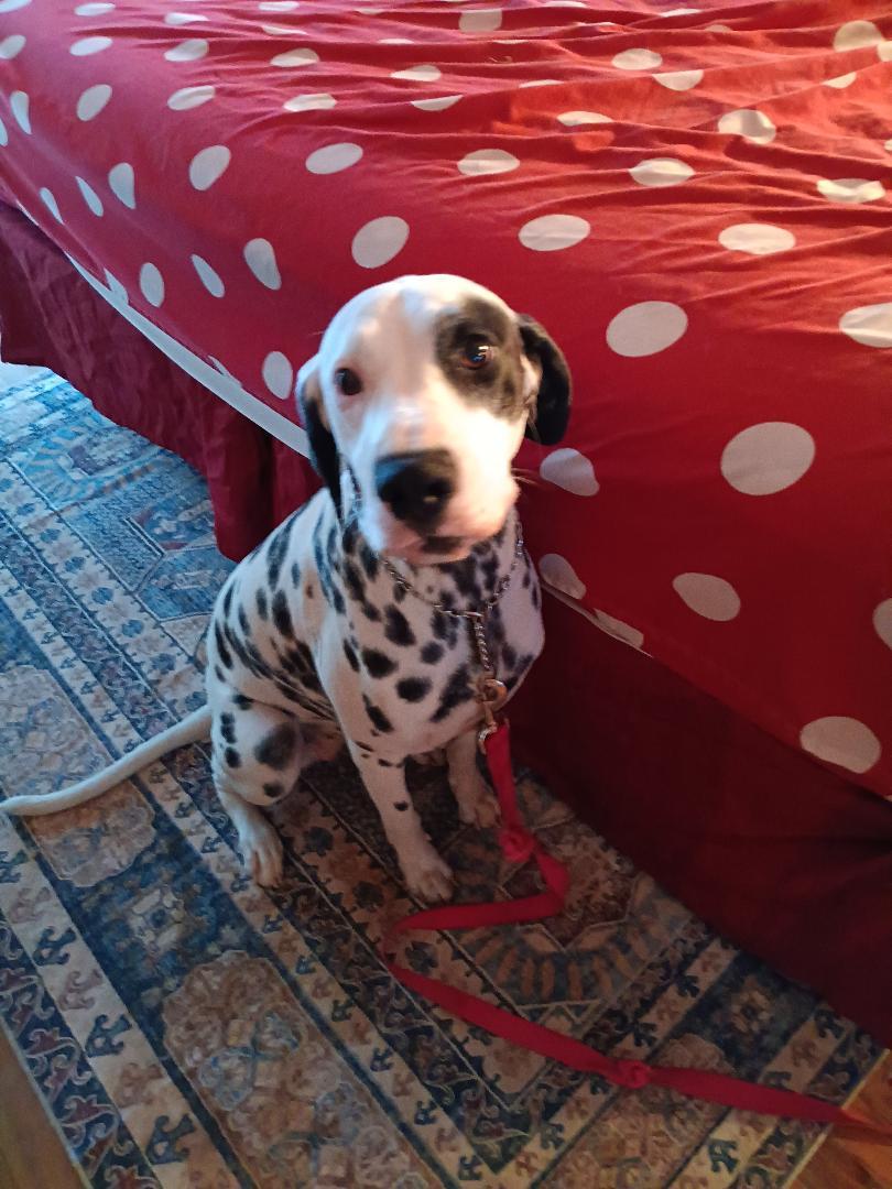 Enlarge Sophie, a Adopted Dalmatian in San Diego, CA image 1/1