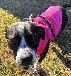 Piggy, very cute little Bully Girl! Pocket Sized!