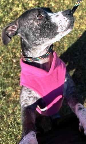 Piggy, very cute little Bully Girl! Pocket Sized!