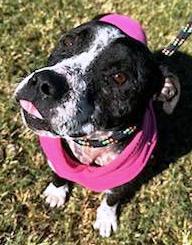 Piggy, very cute little Bully Girl! Pocket Sized!