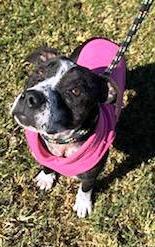 Piggy, very cute little Bully Girl! Pocket Sized!