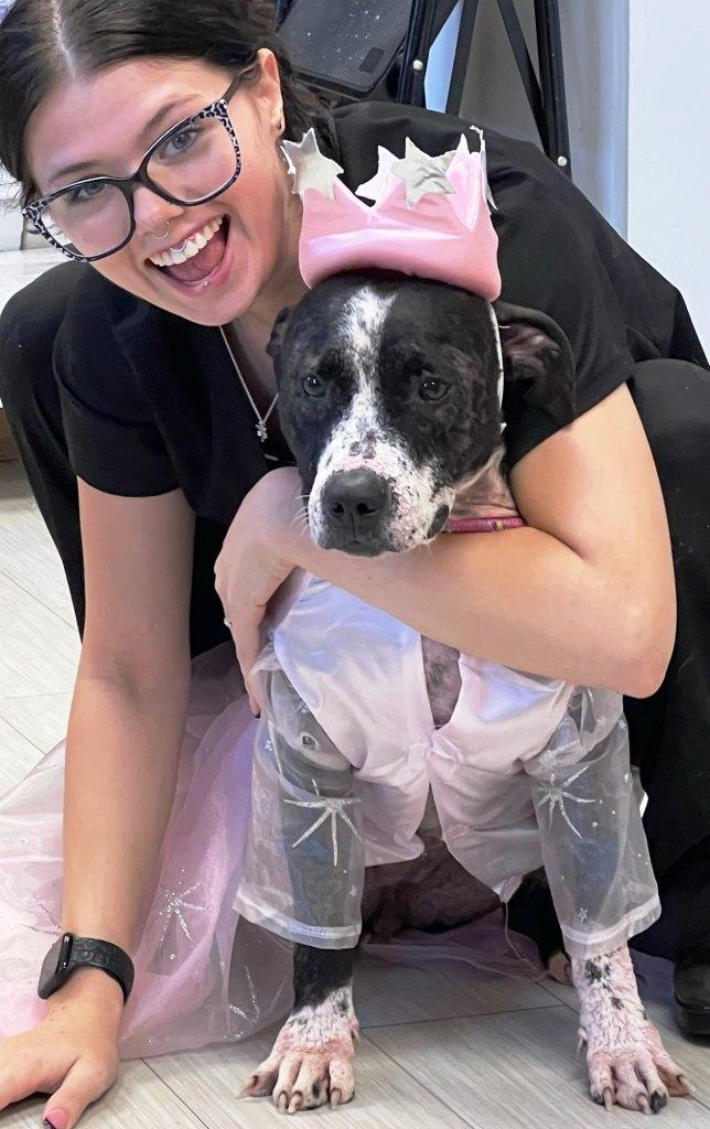 Piggy, very cute little Bully Girl! Pocket Sized!