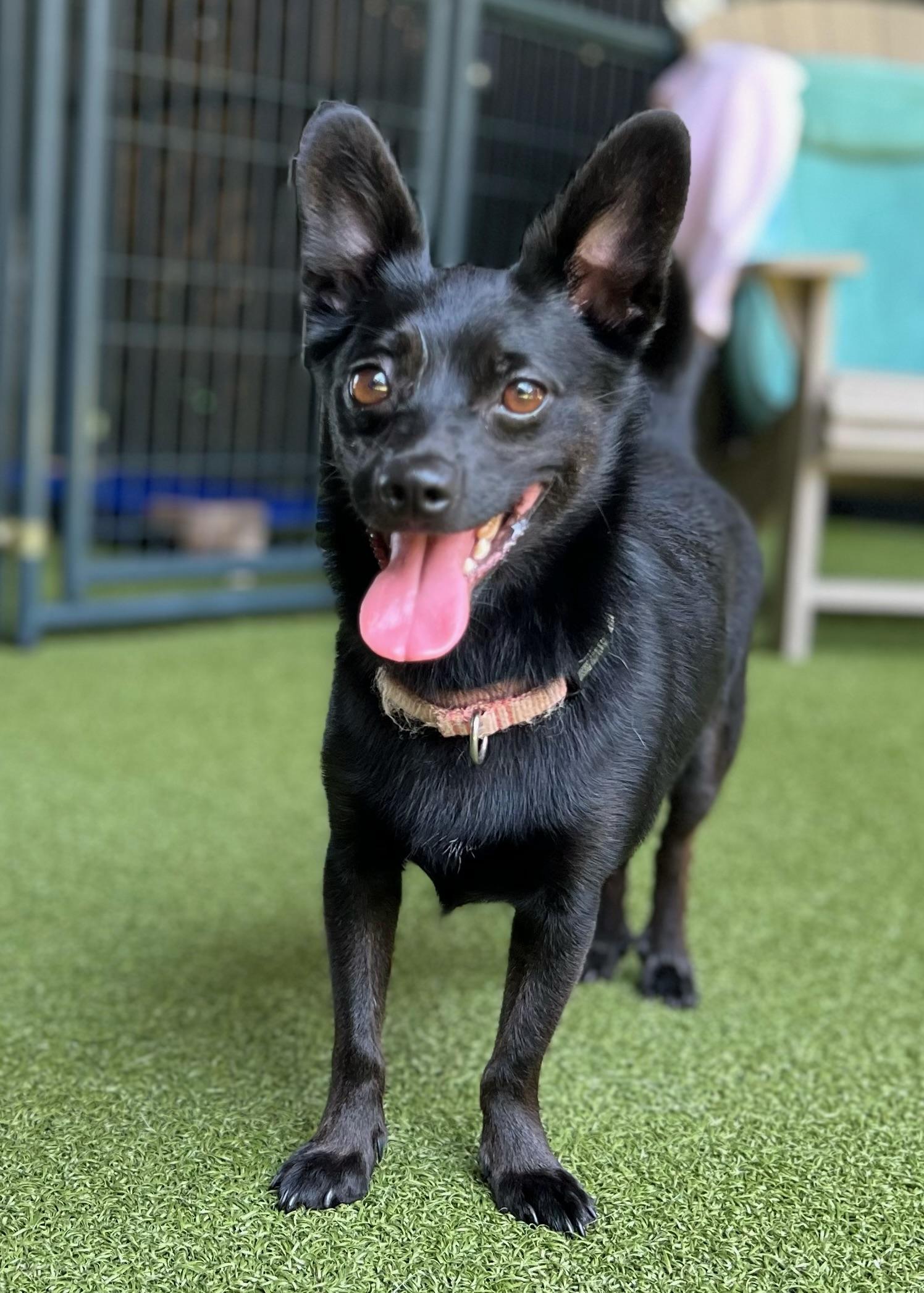 Enlarge Toby, a Adoptable mixed breed image 1/5