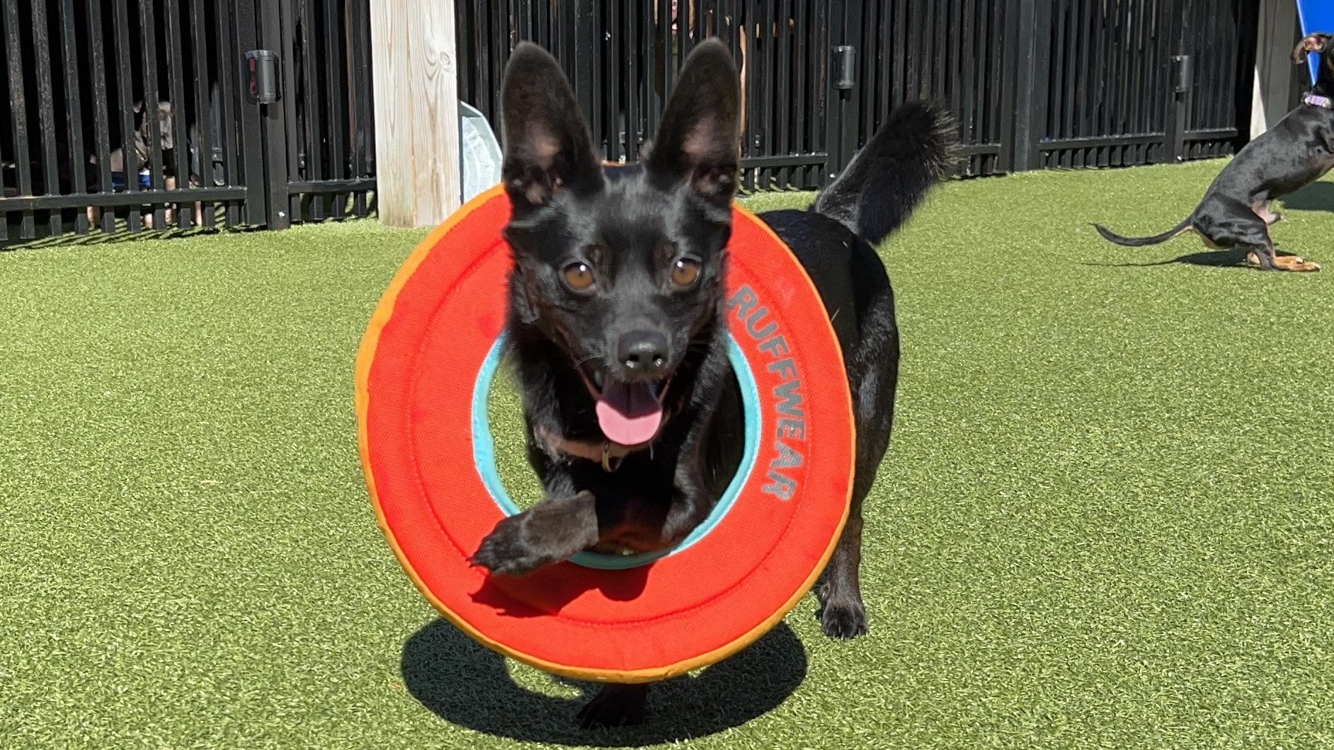 Enlarge TOBY, a Adoptable mixed breed in Ridgeland, SC image 5/5