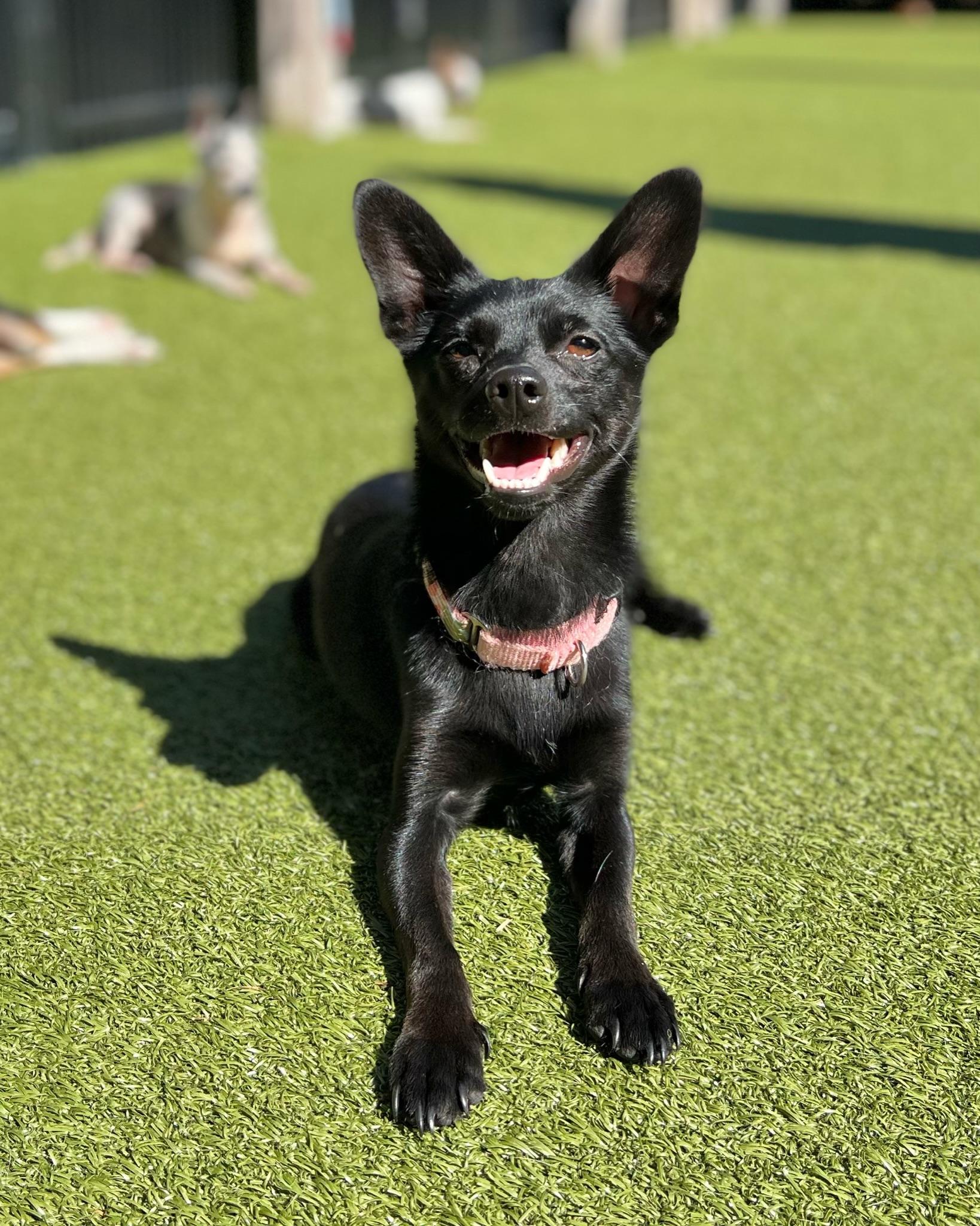 Enlarge Toby, a Adoptable mixed breed image 3/5