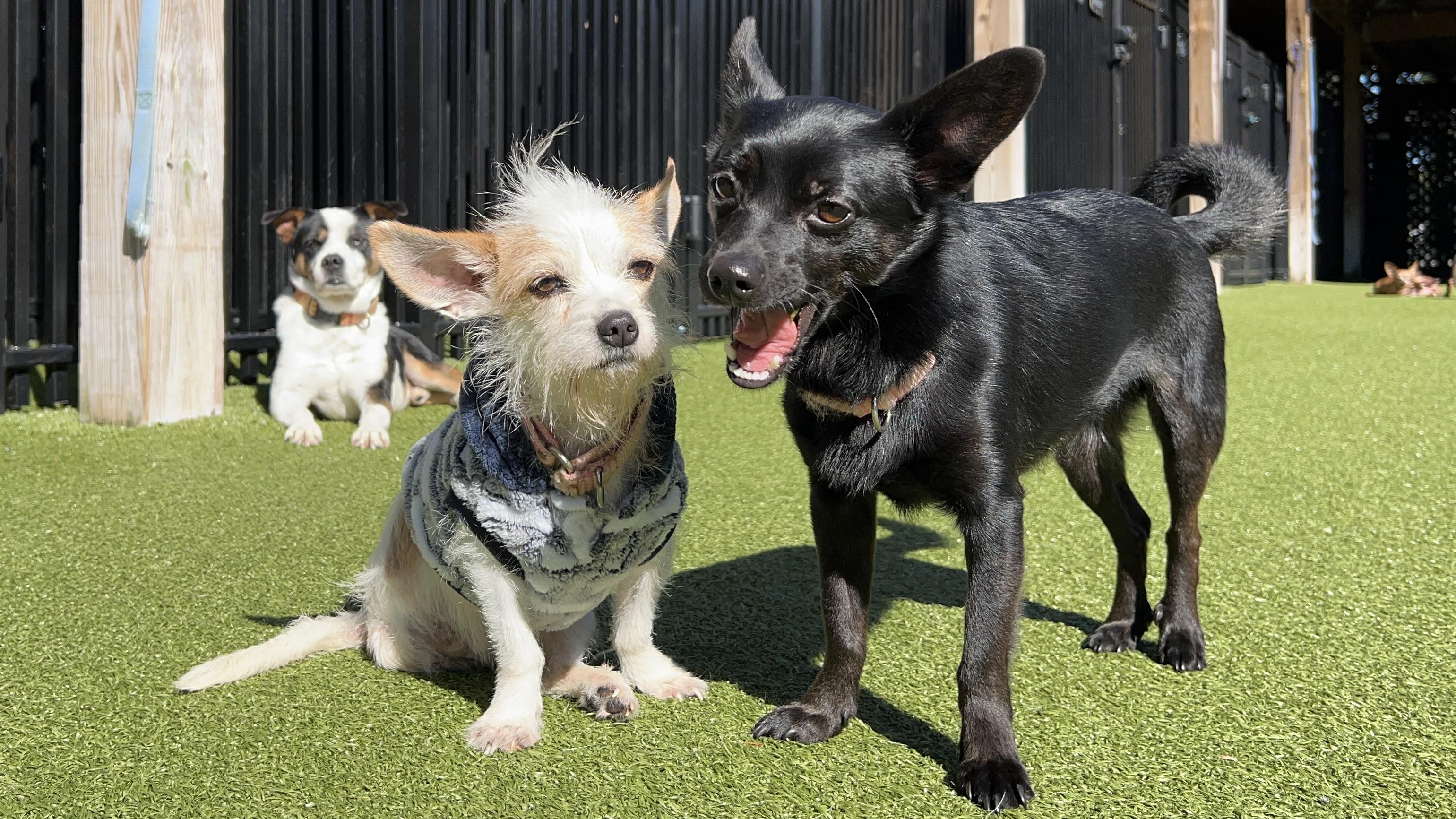 Enlarge TOBY, a Adoptable mixed breed in Ridgeland, SC image 3/5