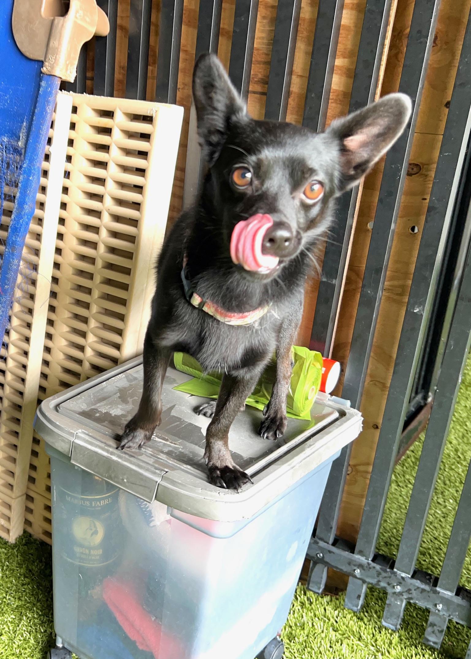 Enlarge Toby, a Adoptable mixed breed image 4/5