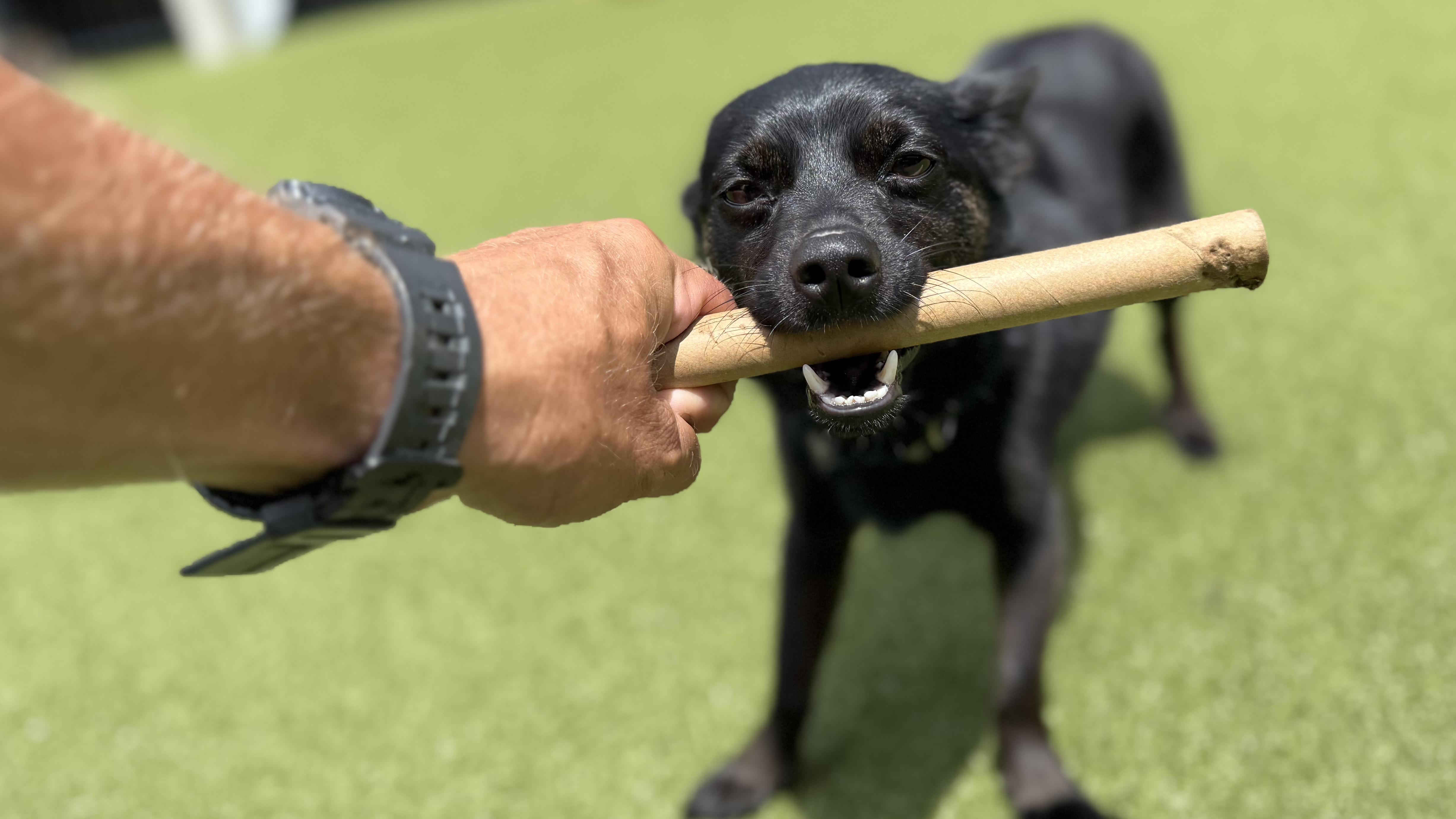 Enlarge TOBY, a Adoptable mixed breed in Ridgeland, SC image 4/5