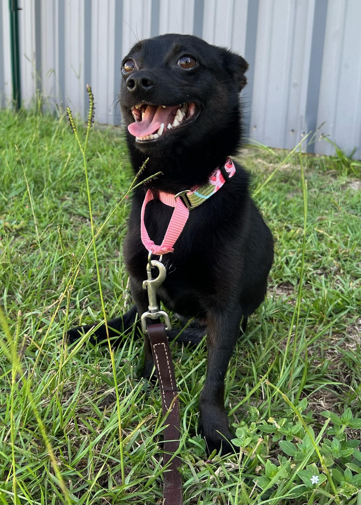 Enlarge Toby, a Adoptable mixed breed image 2/5