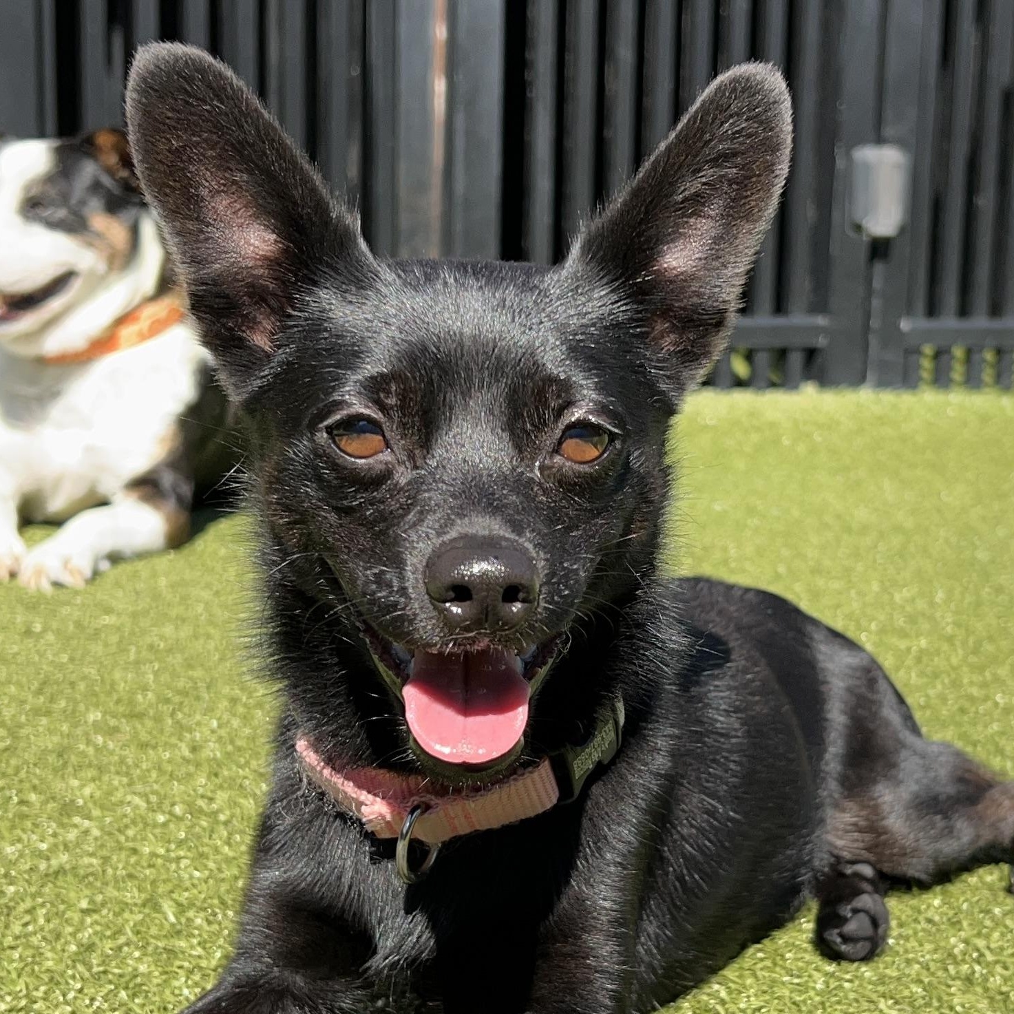 Enlarge TOBY, a Adoptable mixed breed in Ridgeland, SC image 1/5
