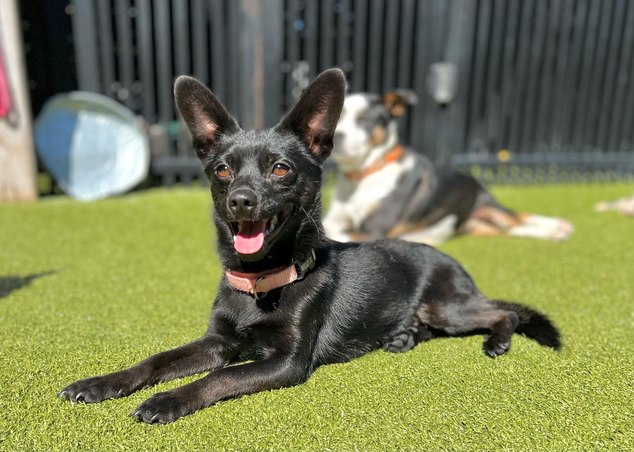 Enlarge Toby, a Adoptable mixed breed image 5/5
