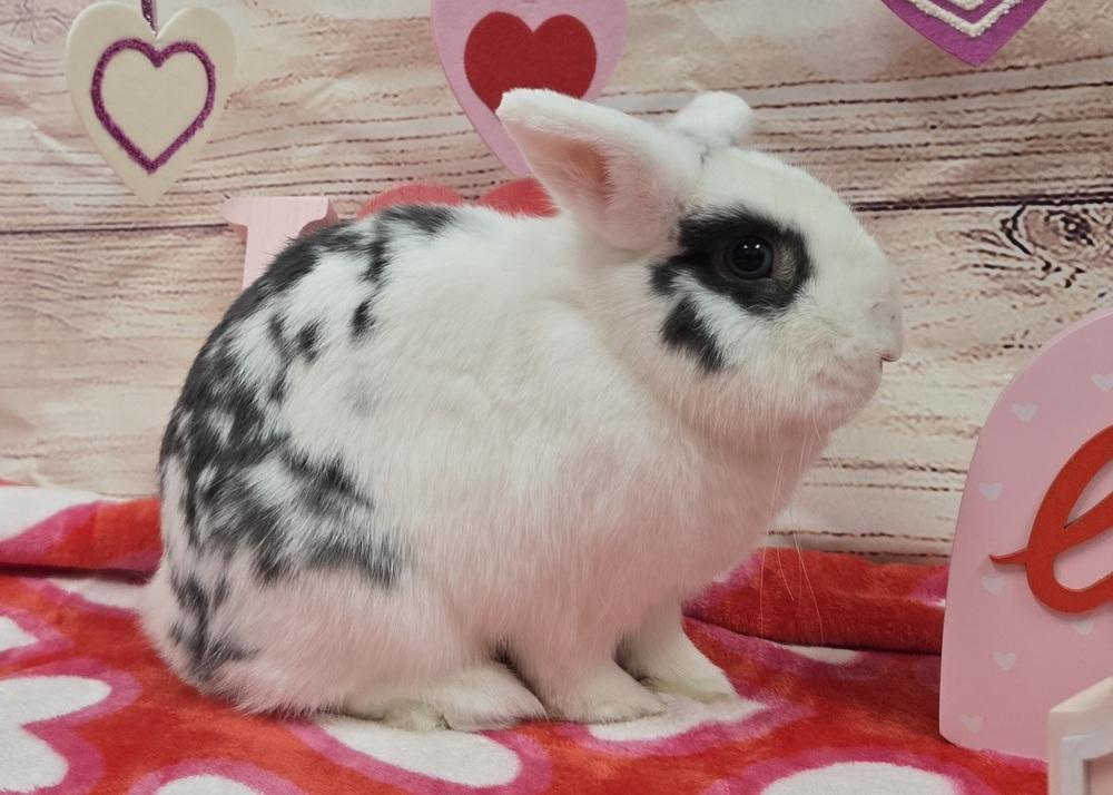 Lindsey, Adoptable, Adult Female Dwarf.