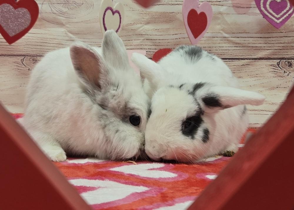 Enlarge Lindsey, a Adoptable Dwarf in Westford, MA image 6/6