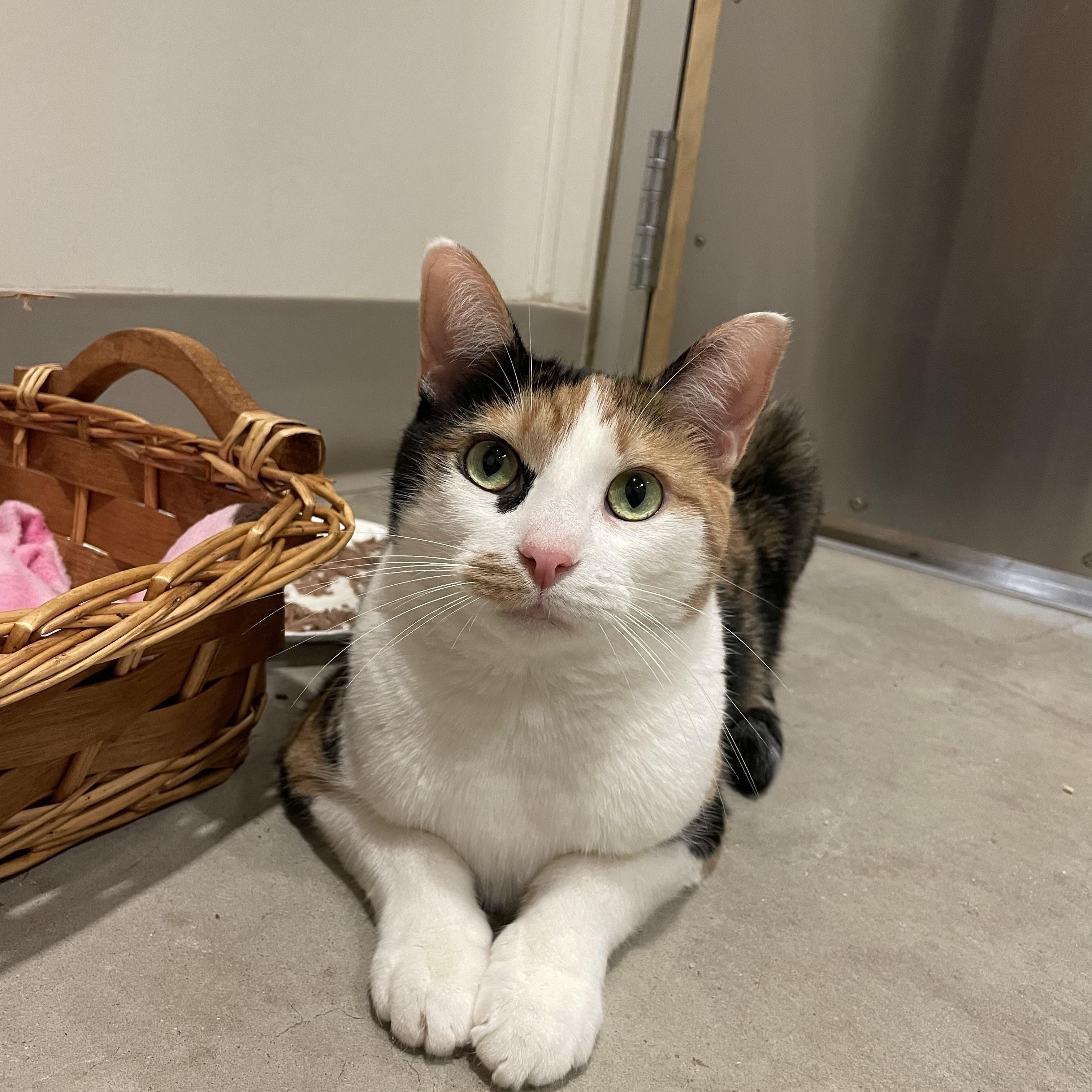 Trick or Treat, a Adoptable mixed breed in Chicago, IL image 2/3