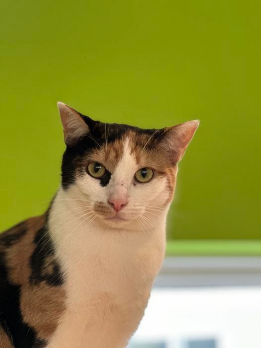 Trick or Treat, a Adoptable mixed breed in Chicago, IL image 1/3