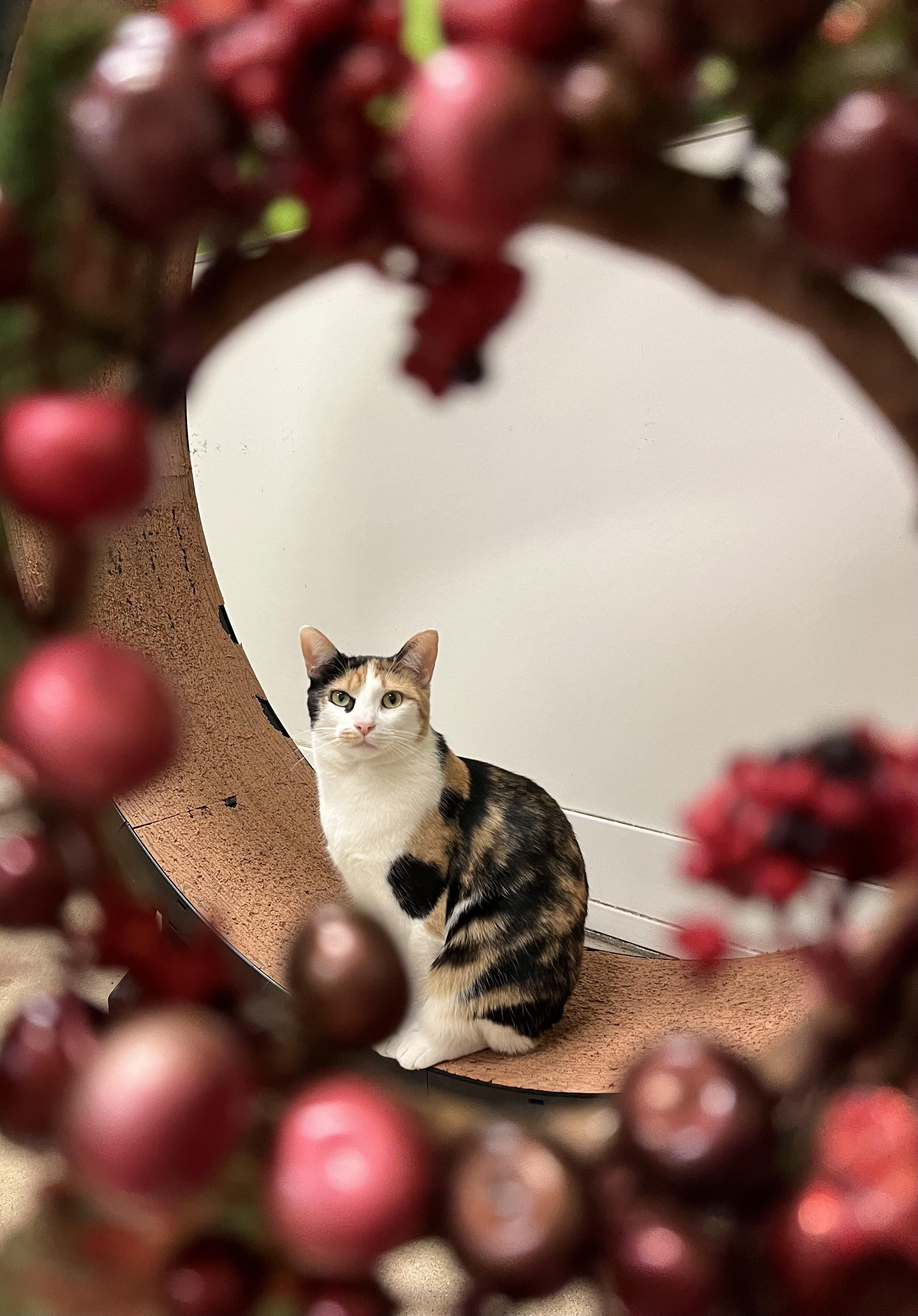 Trick or Treat, a Adoptable mixed breed in Chicago, IL image 3/3