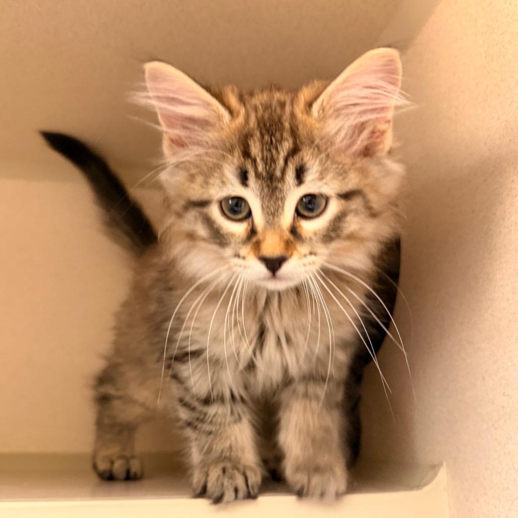 Fritter, a Adoptable Domestic Long Hair in Pagosa Springs, CO image 1/3