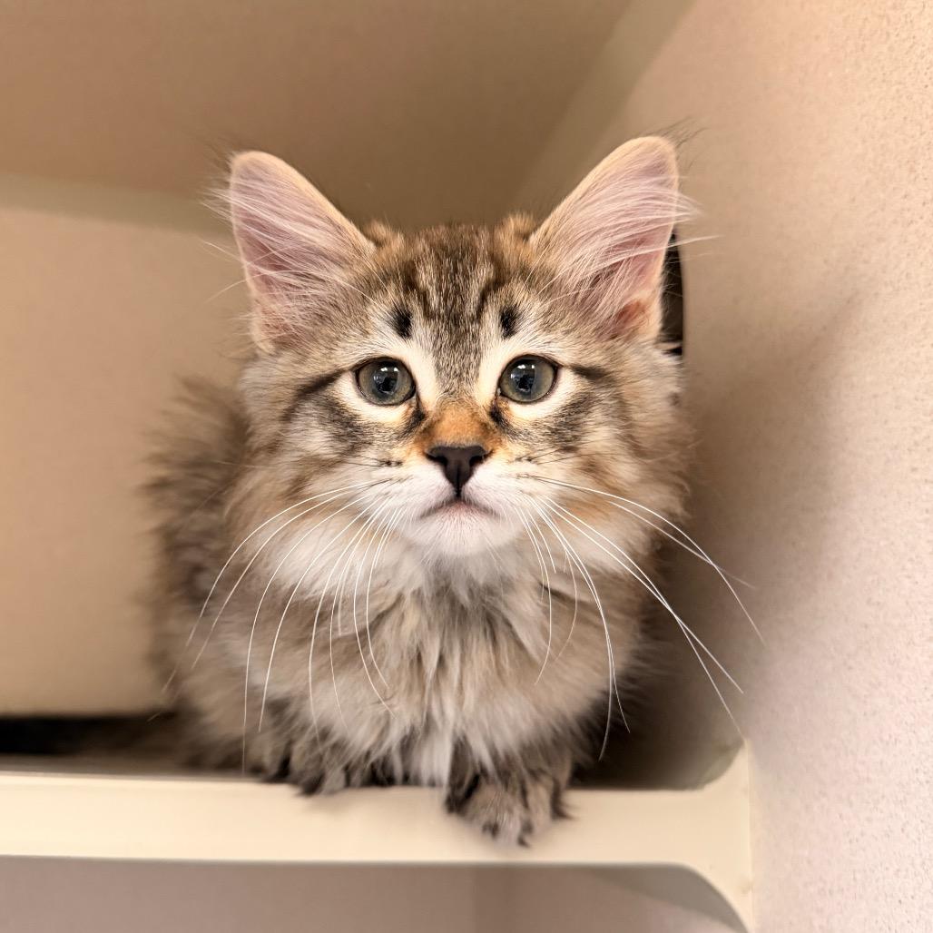 Fritter, a Adoptable Domestic Long Hair in Pagosa Springs, CO image 3/3