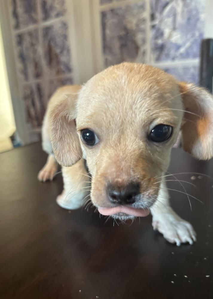 Paco, Adoptable, Puppy Male Chihuahua.