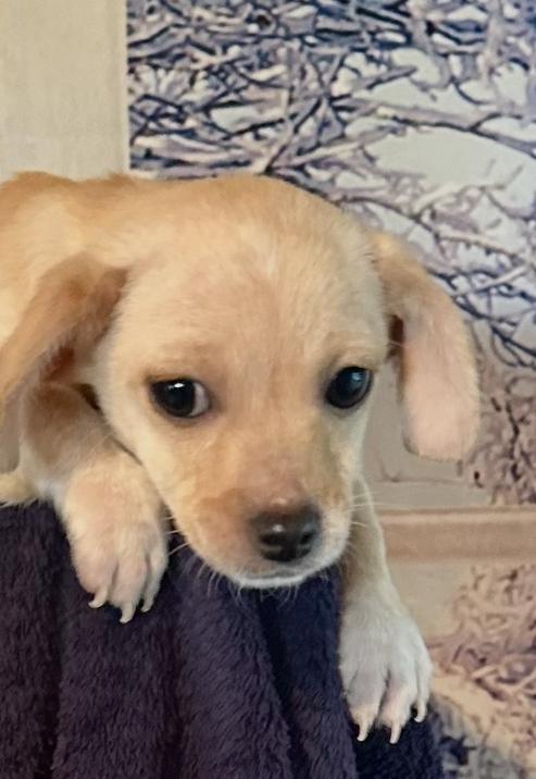 Enlarge Paco, a Adoptable Chihuahua in Escondido, CA image 4/6